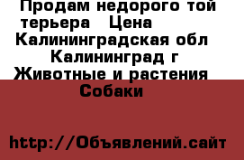 Продам недорого той-терьера › Цена ­ 6 500 - Калининградская обл., Калининград г. Животные и растения » Собаки   